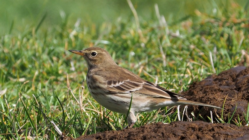 Spioncello (Anthus spinoletta)